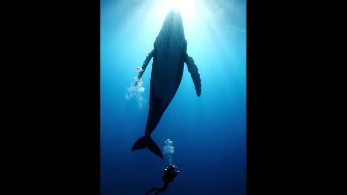 阿黛拉的非凡冒险 - 深蓝星球：探索海洋深处的未知世界